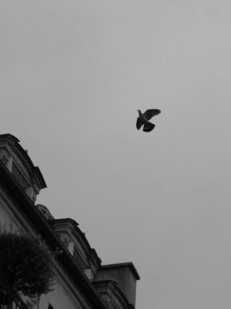 Quand je l'image, ailes déployés, tête et coeur alignés, prêt à illuminer la vie de sa lumière. (Un pigeon ailes déployés avec un coin d'immeuble parisien, donc)